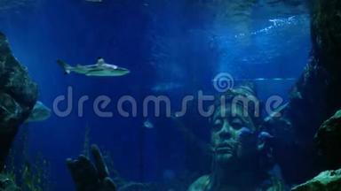 美丽的异国情调在水族馆里看到鱼和鲨鱼。 水下场景。 3840x2160